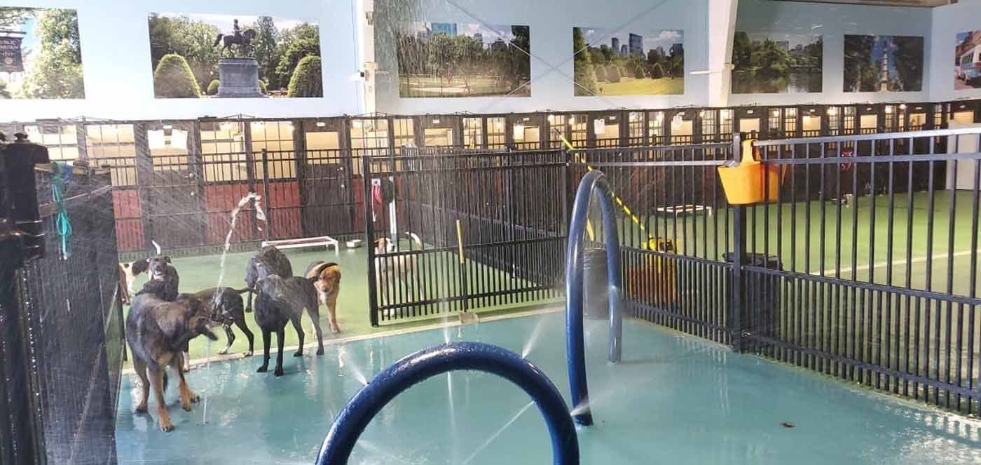 best dog daycare in Northeast Albuquerque