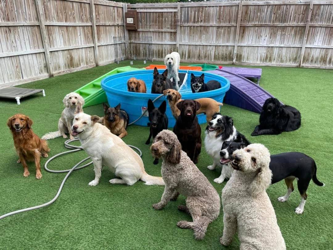 dog daycare with small groups in NE Albuquerque