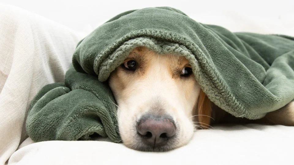 Low-stress dog boarding NE Albuquerque