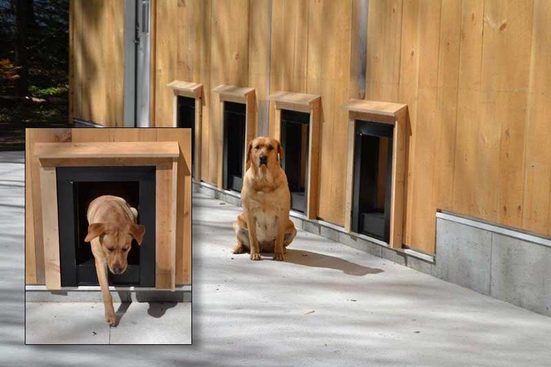 neighborhood dog boarding NE Albuquerque