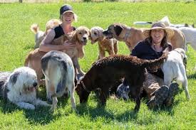 daycare and boarding for dogs in NE Albuquerque