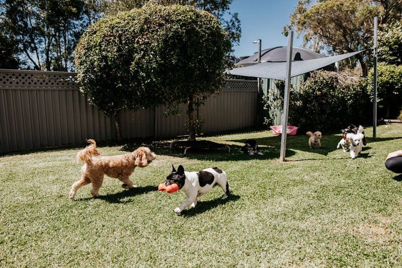 dog boarding with playtime in Northeast Albuquerque