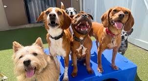 dog daycare Northeast Albuquerque