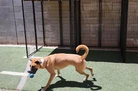 enrichment daycare for dogs NE Albuquerque