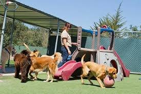 best dog boarding in Northeast Albuquerque