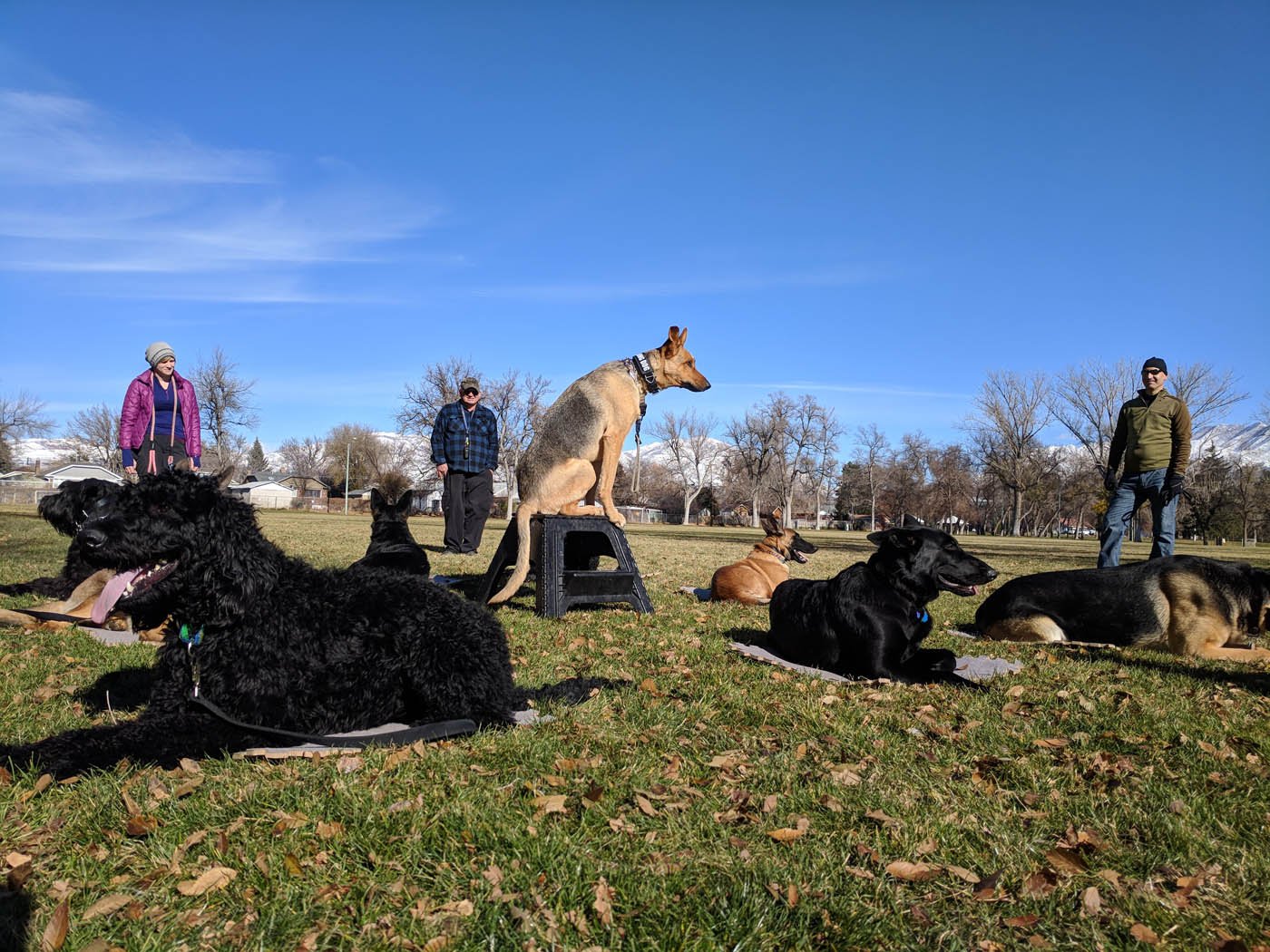 experienced dog handlers NE Albuquerque