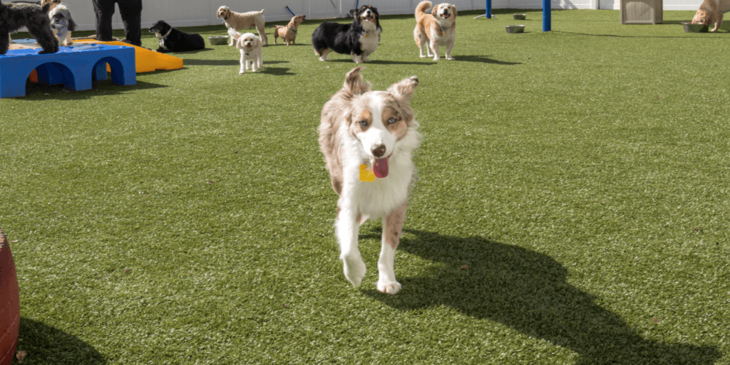 best family-run dog daycare in NE Albuquerque