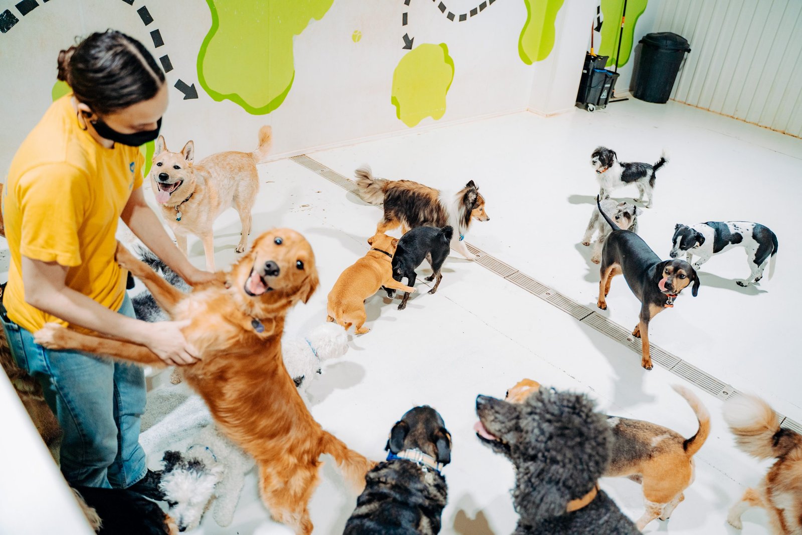 book dog daycare NE Albuquerque