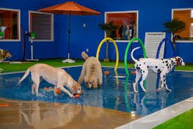 best dog daycare in Northeast Albuquerque