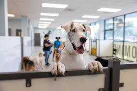 affordable dog daycare near me