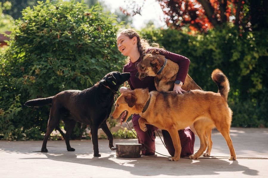 affordable dog daycare
