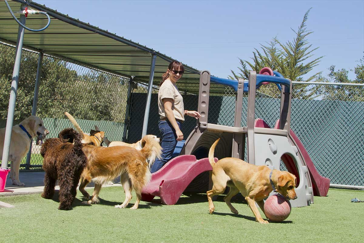 Best Dog Boarding