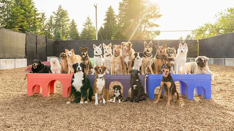 best dog daycare in Northeast Albuquerque