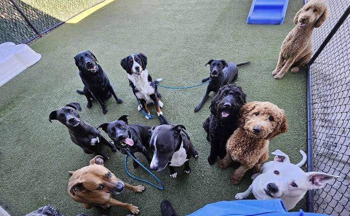 daycare and boarding for dogs in NE Albuquerque