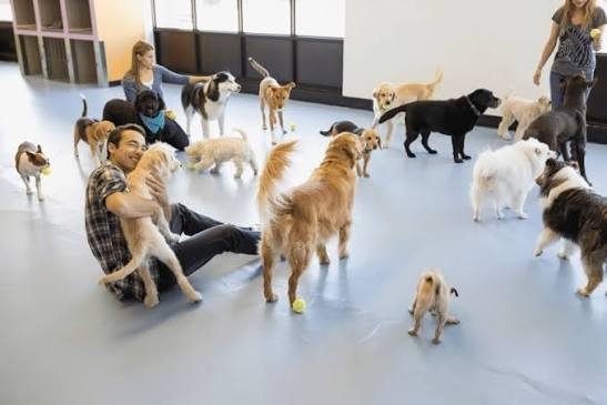 best family-run dog daycare in NE Albuquerque