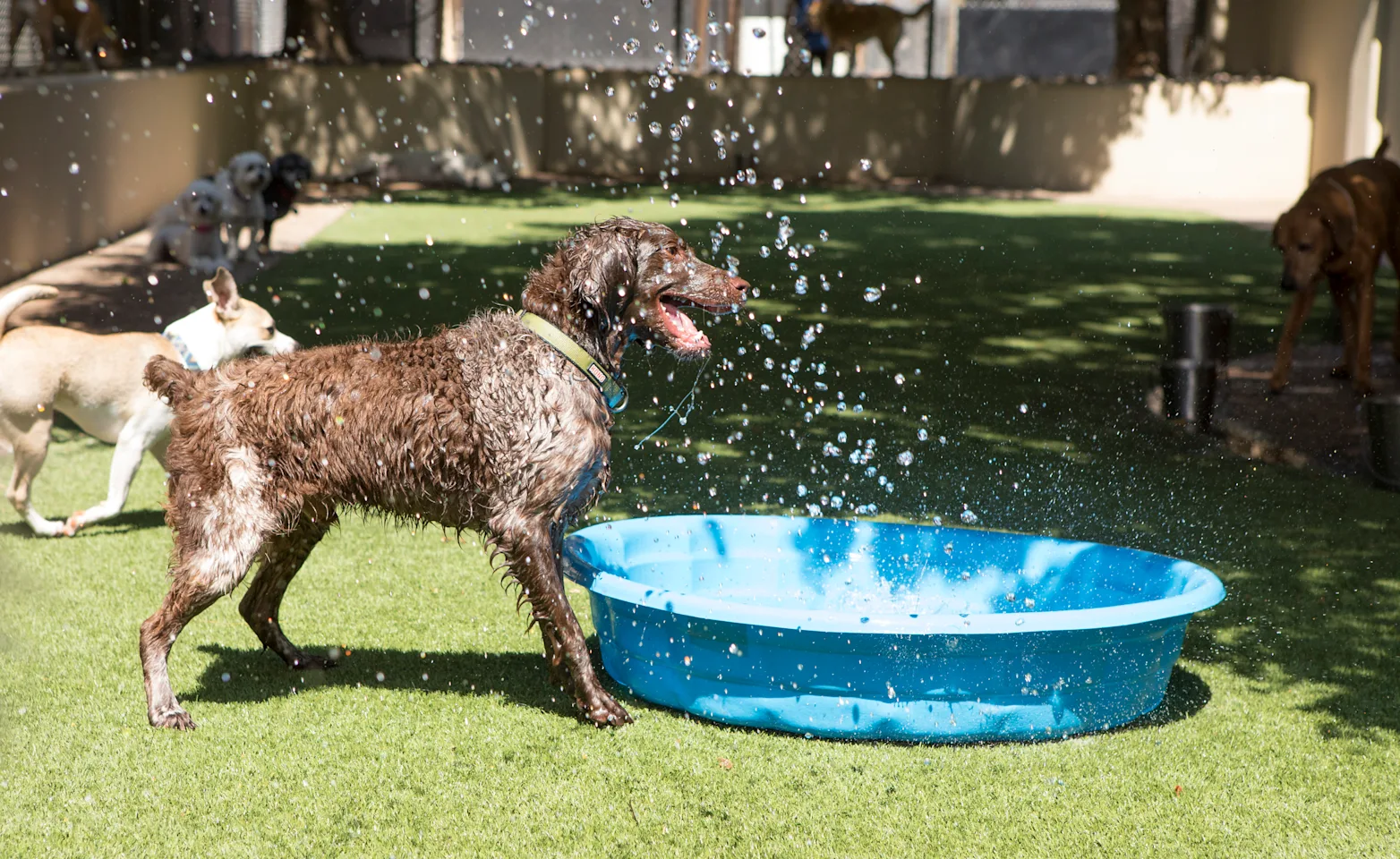 book dog daycare NE Albuquerque